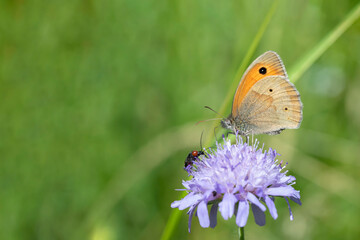Meadow brown butterfly (Maniola jurtina).