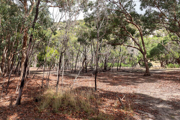 Fototapeta na wymiar trees in bushland