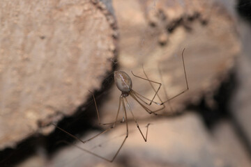 holocnemus pluchei spider macro photo