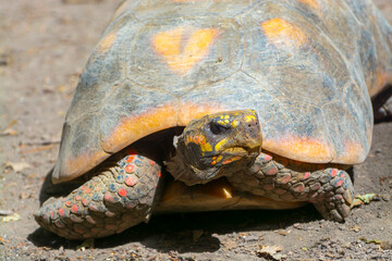 A large red-footed tortoise is walking on the ground