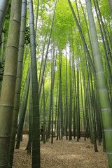 日本　竹林風景