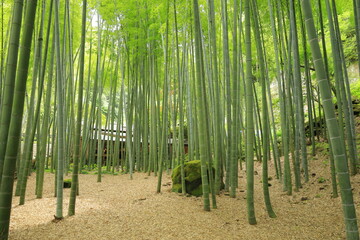 日本　竹林風景