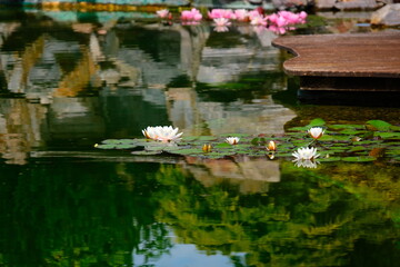 Obraz na płótnie Canvas Beautiful water lilies