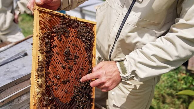 Man holding honeycomb full of bees. Close up of beekeeper hand and beehive frame