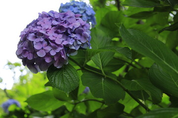 風景　紫陽花　花