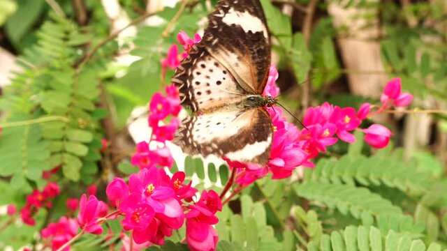 A butterfly fly on Pink Mexican creeper flowers in the garden.
