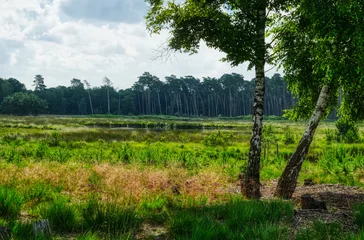 Fototapeten Moorlandschaft mit Teich Diersfordter Veen  © hespasoft