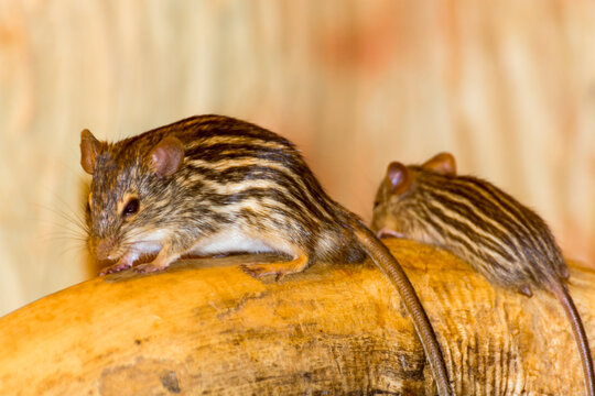 African Barbary striped grass or zebra mouse