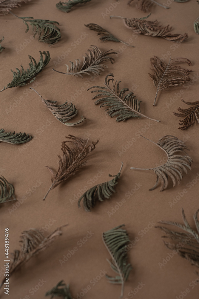 Wall mural floral pattern with juniper branches on brown background