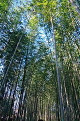 Fototapeta premium 青空の下の静寂