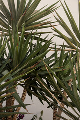 Closeup of beautiful lush green tropical palm leaves. Summer travel vacation floral background