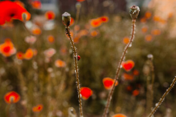 Marienkäfer im Mohnblumenfeld