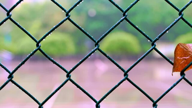 Close-up of a withered leaf hanging on chain link fence in the rain, panning shot