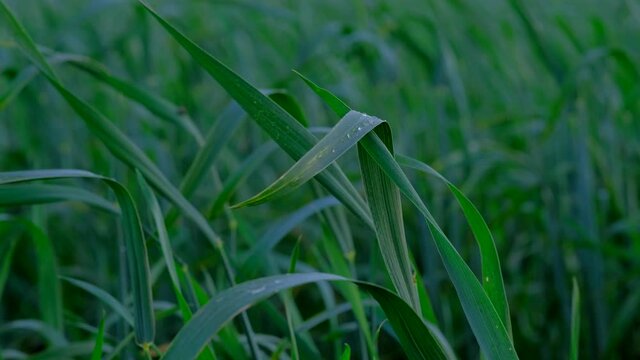 Close up - Young green ears rye or wheat with drops water swaying on wind in summer day, on blue sky background. 4k Uhd. Concept of seeding harvest agriculture.