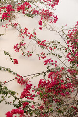 Red flowers branch, leaves on neutral beige concrete wall. Natural floral minimal background.