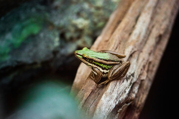 green frog in the garden