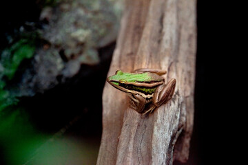 green frog