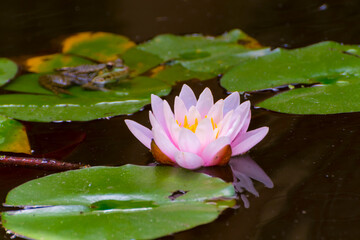 European white water lily and frog in a pond - obrazy, fototapety, plakaty