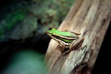 green frog on a tree