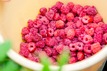 summer raspberry picking in the garden