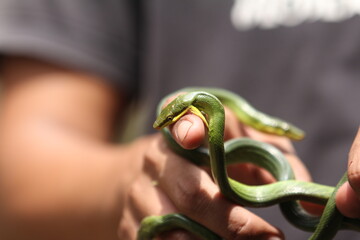 some baby green snake biting someone's hand (snake bite)