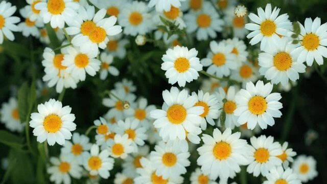 Anthemis arvensis, also known as corn chamomile, mayweed, scentless chamomile, or field chamomile is a species of flowering plant in the genus Anthemis, in the aster family
