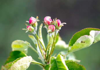 Flowers on an apple tree in spring.
