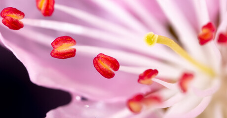 Close-up of pollen in a flower on a tree in spring