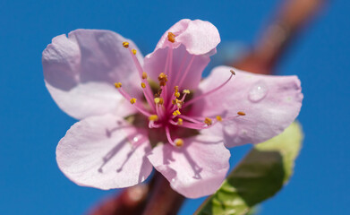 Flowers on a peach against a blue sky in spring.