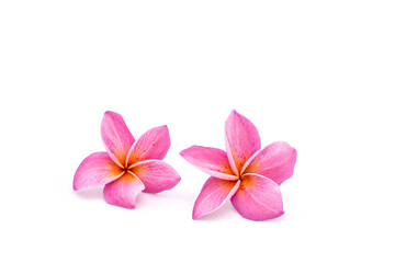Fototapeta na wymiar Pink plumeria and frangipani isolated on white background.