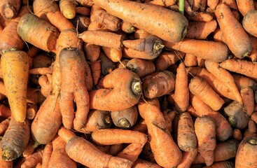 Top View of Organic Carrot with Selective Focus in an Indian Market for Selling