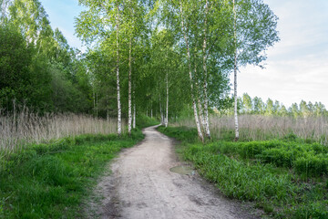 Fototapeta na wymiar Young birch trees growing along a dirt path on a summer day