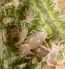 Close-up of aphids on a green leaf.