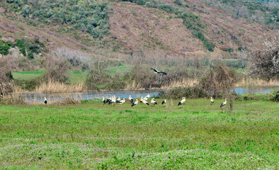 Obraz premium floodplain forest in Karacabey Bursa many and groups of birds pelicans black and white stork on green agricultural field near the river and trees.