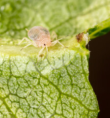 Close-up of aphids on a green leaf.