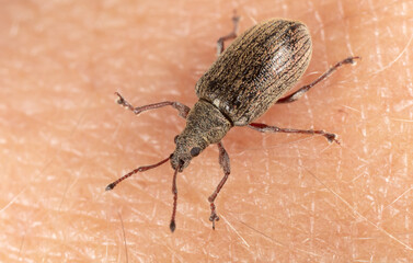 Close-up of a beetle on human skin.