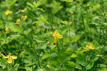 A close up of the blooming medicinal herb celandine Chelidonium asiaticum.