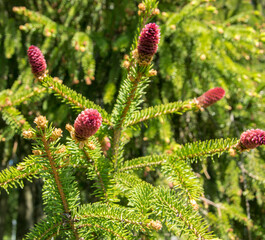 Rare coniferous plants. Blooming tree Spruce Acrocona Picea abies Acrocona.