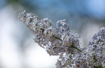 Beautiful lilac flowers in nature.