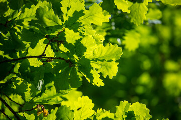 Fototapeta na wymiar Green leaves on the oak tree