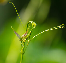 Green mustache on grapes in a vegetable garden