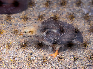 Chick on the other side of wire mesh (Yahiko shrine, Yahiko, Niigata, Japan)