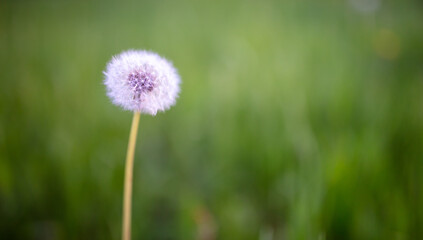 Fluffy dandelion in the park.