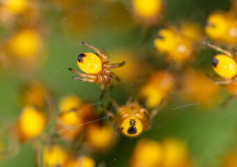 Close-up of small yellow spiders in nature.