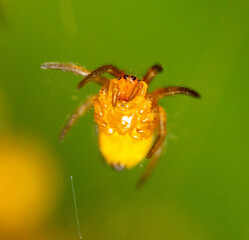 Close-up of a small yellow spider in nature.