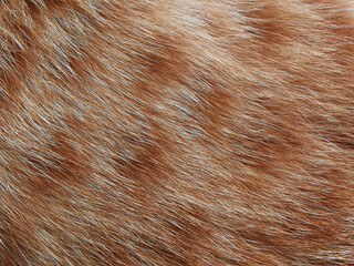 Ginger cat fur texture background. 