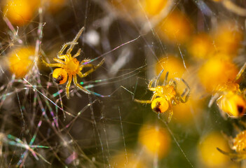 Close-up of small yellow spiders in nature.