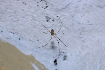 holocnemus pluchei spider macro photo