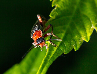 Fototapeta premium Close-up of a beetle on a leaf.