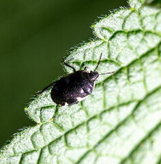 Close-up of a beetle on a leaf.